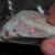 100.5 Cts Australian Lightning Ridge Opal Rough For Carving