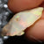 16.95 Cts Australian Lightning Ridge Opal Rough For Carving