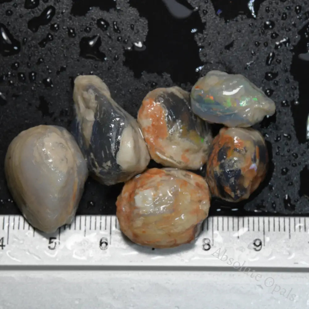 285 cts  Australian Rough Fossils Opal Collection Lightning Ridge -Shell &amp; Plant