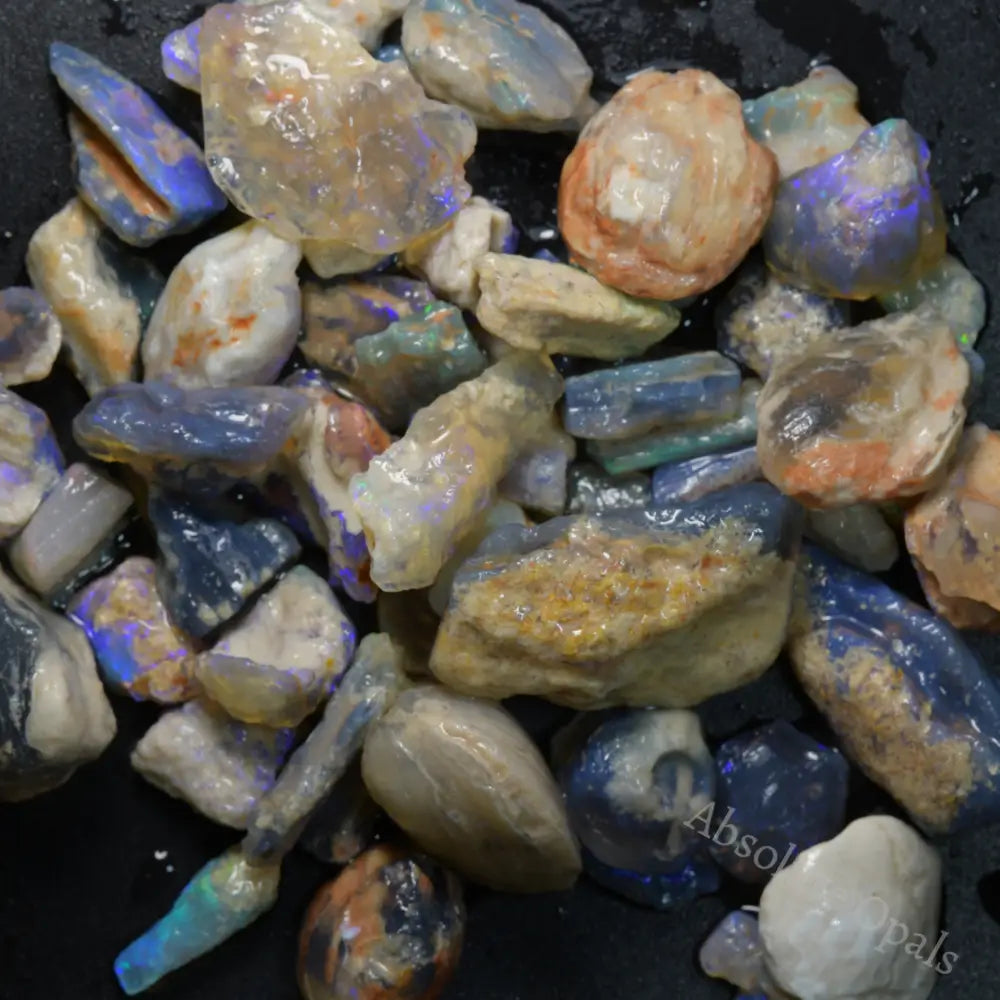 285 cts  Australian Rough Fossils Opal Collection Lightning Ridge -Shell &amp; Plant