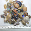 Australian Rough Fossils Opal Collection Lightning Ridge -Shell &amp; Plant