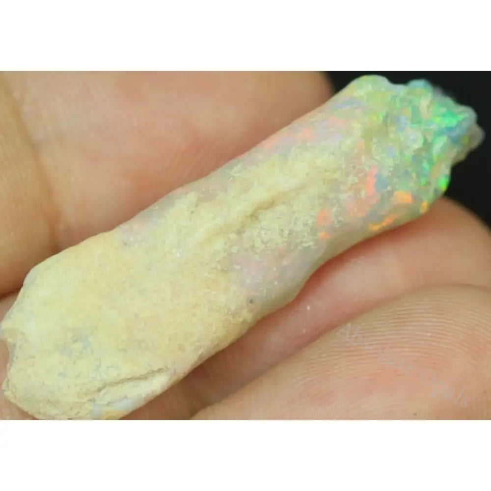 opal fossils