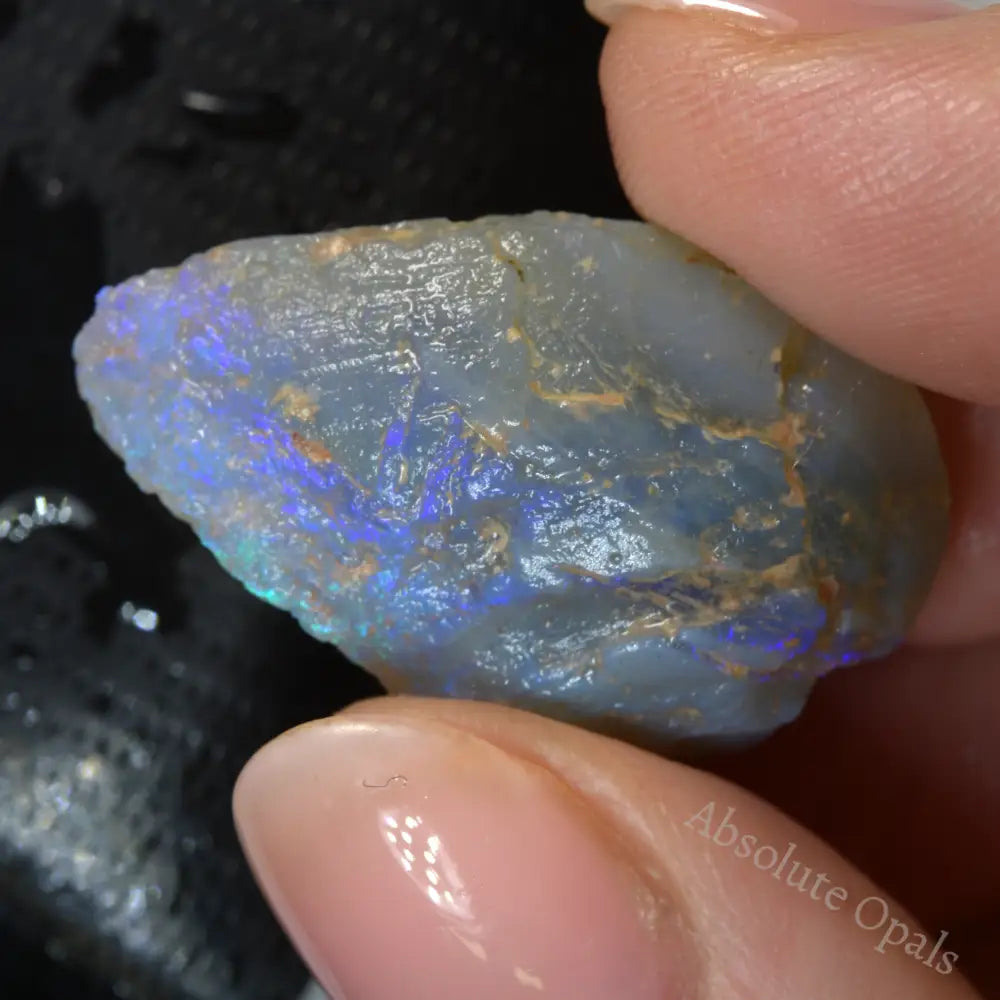 Rough Opal shell mussel