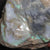 Australian Lightning Ridge, Opal Rough for Carving