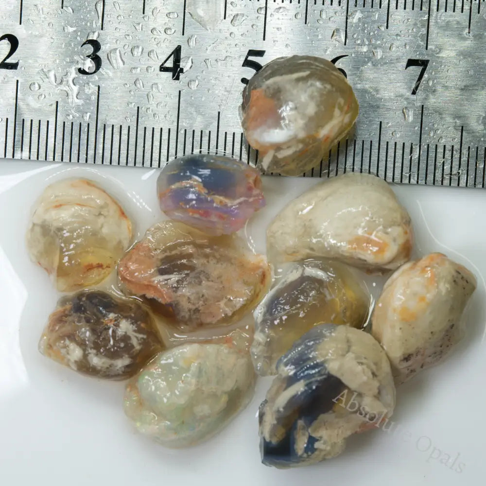 sheell opal