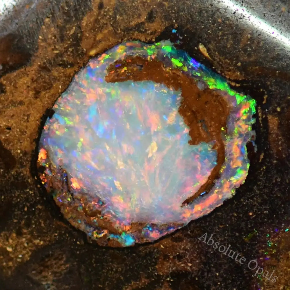 Australian Boulder Opal Rough Specimen