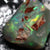 6.35 Cts Single Opal Rough Rub 13.0X11.3X8.6Mm