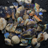 Australian Rough Fossils Opal Collection Lightning Ridge -Shell &amp; Plant