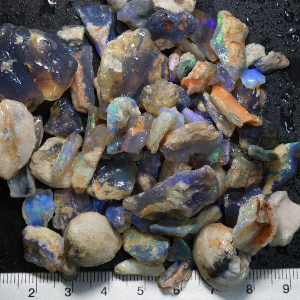 387 cts  Australian Rough Fossils Opal Collection Lightning Ridge -Shell &amp; Plant