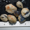 387 cts  Australian Rough Fossils Opal Collection Lightning Ridge -Shell &amp; Plant